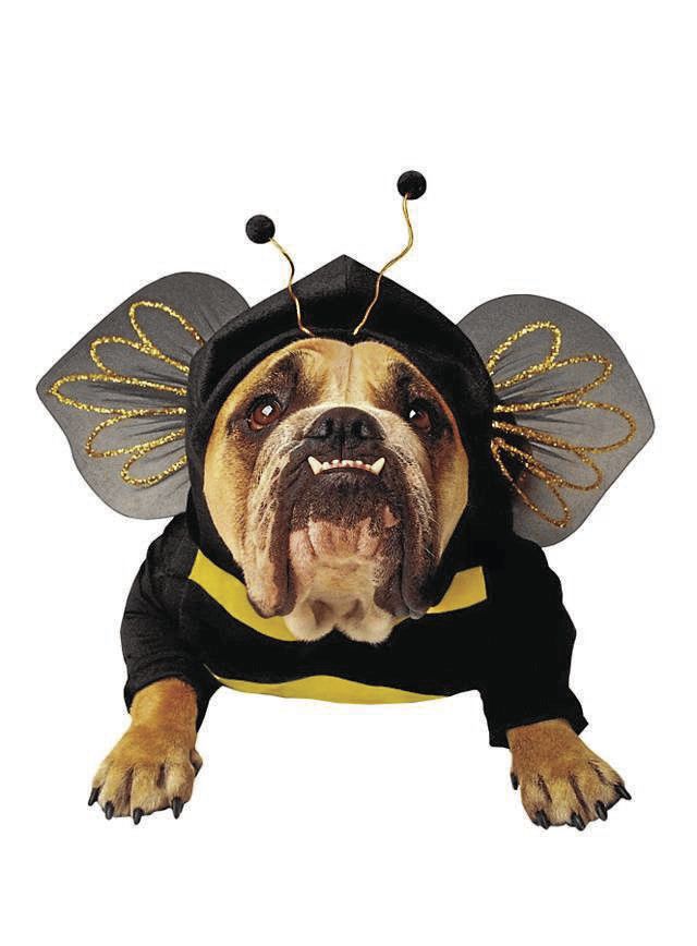 Bumble bee